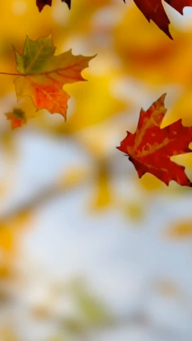 🍁 Fall in love with your routine this season! My Autumn Scroll & Shop is packed with beauty + wellness tips to help you glow, stay cozy, and embrace the season with grace. 💜

✨ No sales pressure—just ideas you’ll actually use.
Are you ready to scroll? 👇🏾

purpleessencebyevelyn.com/autumn-scroll-and-shop

#AutumnGlow #AgeWellWithEvelyn #SeasonalSelfCare #BeautyWellnessTips #PurpleEssenceByEvelyn #ScrollAndShop #AutumnTips