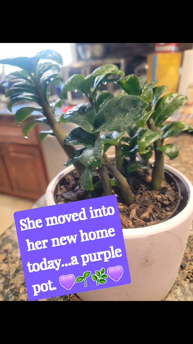 I will be the first to tell you that I am not good with plants. But they are important to me because: 

🪴 They are beautiful 
🪴 They reduce stress 
🪴 They improve the air

So I keep trying. Learning new skills... or improving old ones is a way to aging well. 

What's one skill you want to improve? 

#purpleessencebyevelyn #benefitsofplants #agingwell #repotting #newskills